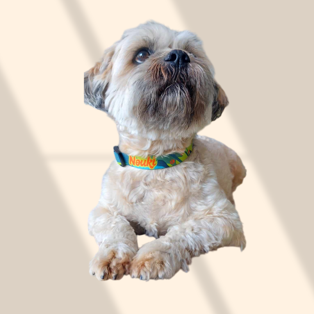 Collier personnalisé pour chien – Alliez style et sécurité